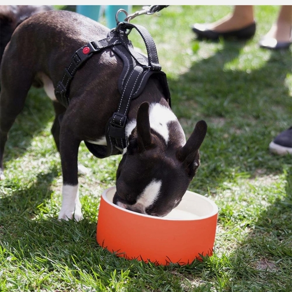 Magisso Feeding Bowl Cooling Ceramic Dog Bowl - Picture 2 of 4
